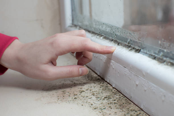 Dehumidification Services in Elmo, TX